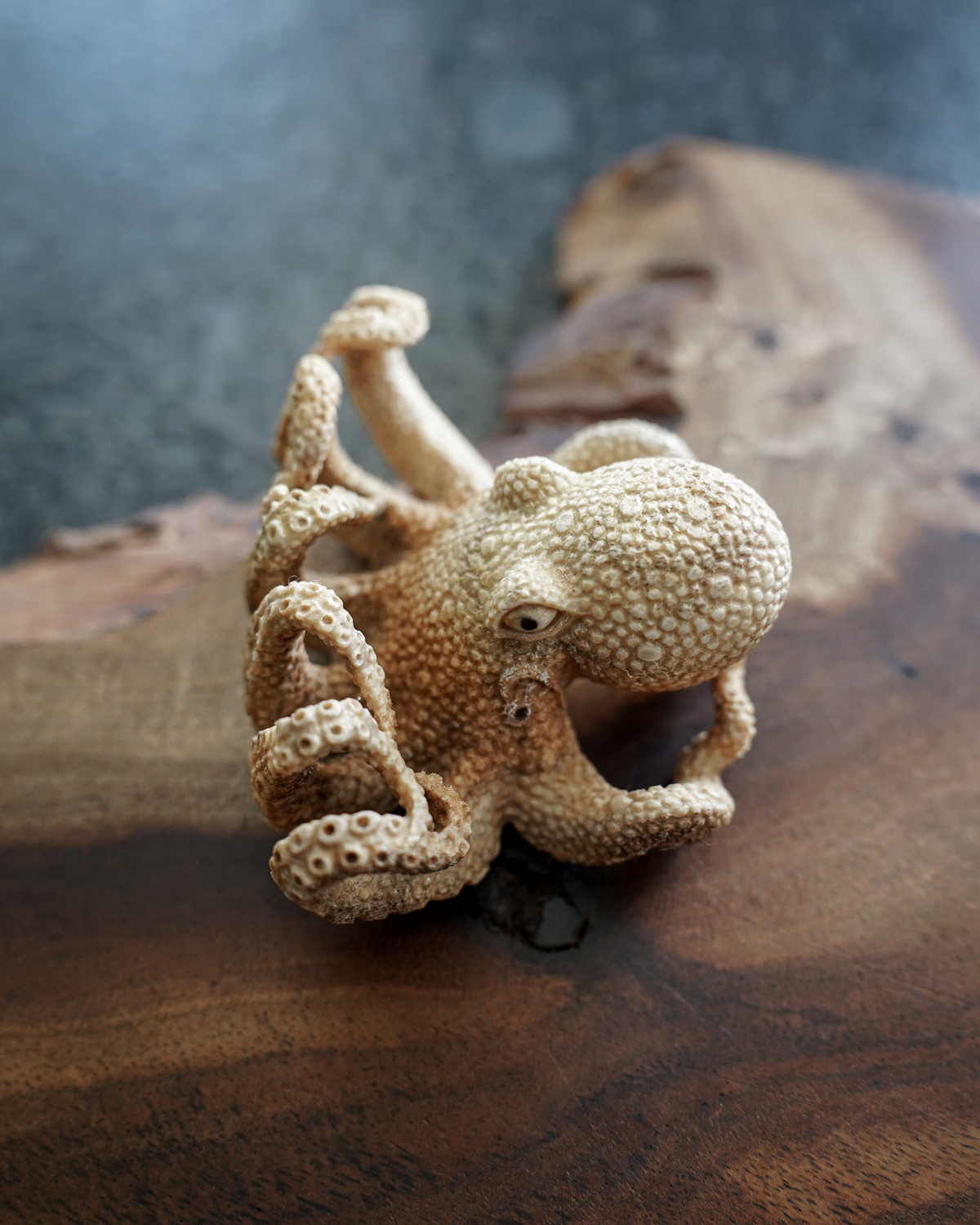 Moose Antler Octopus – Hunter Gatherer Hawaii