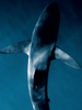 An image of a shark underwater from the book 'Shark Portraits' by Mike Coots.